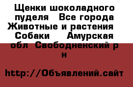 Щенки шоколадного пуделя - Все города Животные и растения » Собаки   . Амурская обл.,Свободненский р-н